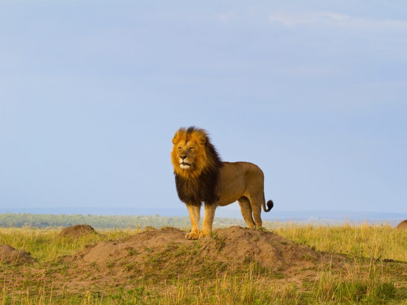 Beyond the Big Five, Discovering Kenya's Hidden Gems and Must-Visit Attractions 2 From breathtaking landscapes to vibrant cultures and lesser-known wildlife, today we’ll guide you through the lesser-explored wonders of Kenya and why they deserve to be on your bucket-list!