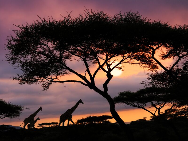 A Beginner's Guide to African Safaris for Solo Travelers 3 Best African Safari Options for Solo Travelers
