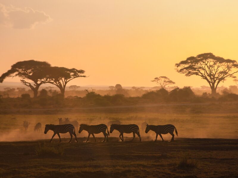 How To Pick The Best Time for Your East African Safari: Seasons, Popular Destinations, & Events To Consider