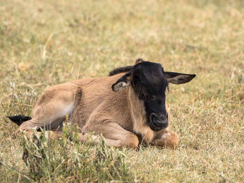 Why You Should Go on a Tanzania Safari During The Calving Season 1 Why You Should Go on a Tanzania Safari During The Calving Season