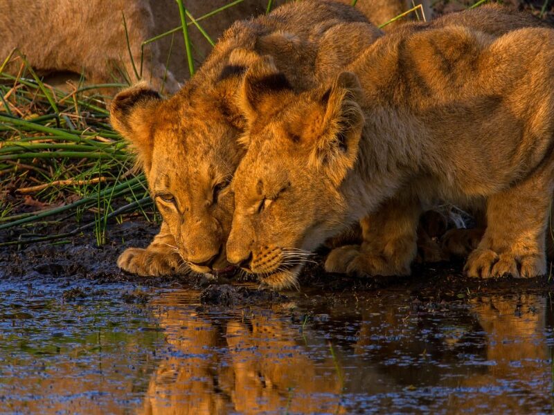 Best African Safaris for Seniors: Do’s, Don’ts, & Top Destinations 2 Do’s and Don’ts for Seniors on Safari