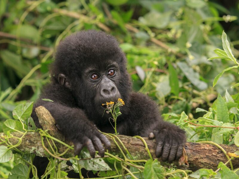 Gorilla Trekking in Rwanda: An Ethical Encounter with Gentle Giants 2 Why Choose Gorilla Trekking in Rwanda?
