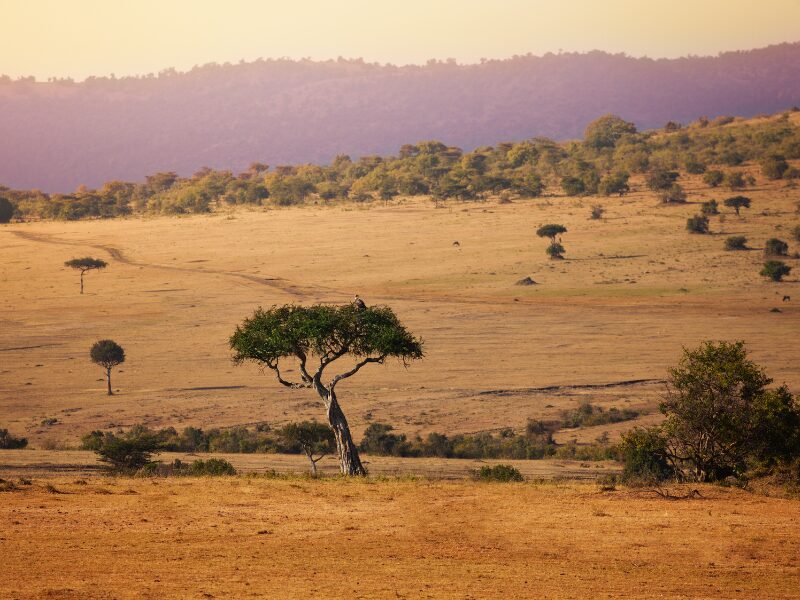 Beyond the Big Five,  Discovering Kenya’s Hidden Gems and Must-Visit Attractions