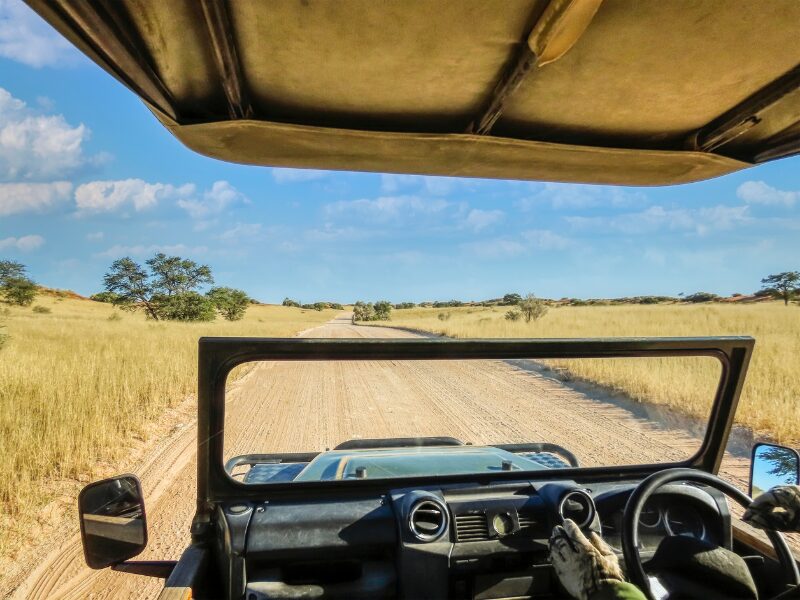 A Beginner's Guide to African Safaris for Solo Travelers 2 When to Go on an African Safari