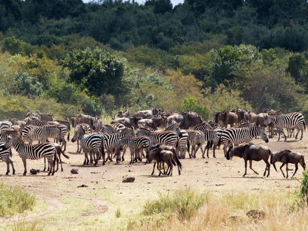 The Best Time to Experience the Great Wildebeest Migration 2 Best Time and Place to Witness the Migration