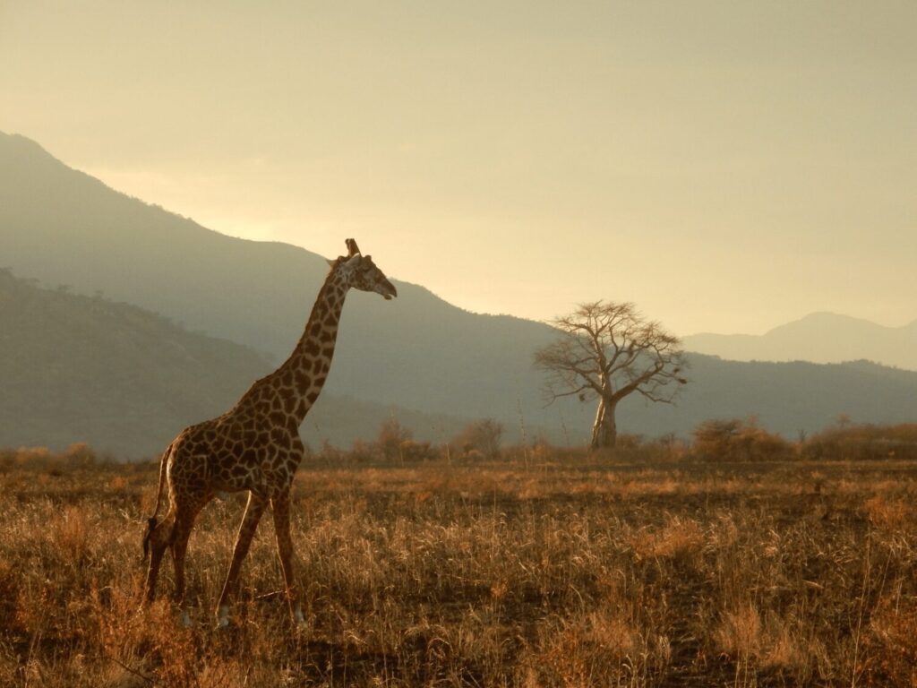 Top 5 Luxury African Safari Experiences: A Complete Guide 3 Unique Luxury African Safari Experiences