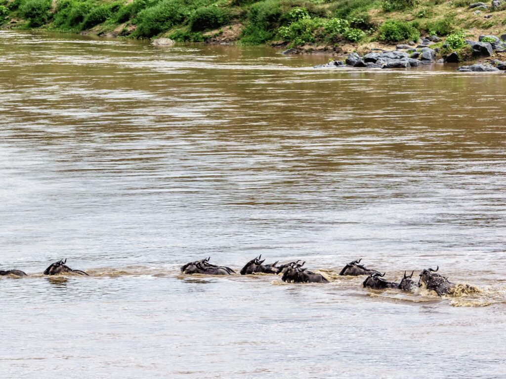 The Best Time to Experience the Great Wildebeest Migration 3 Planning Your Great Migration Visit
