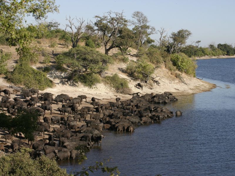 Best National Parks And Reserves In South Africa 2 Buffalos Enjoying Life at South Africa's National parks