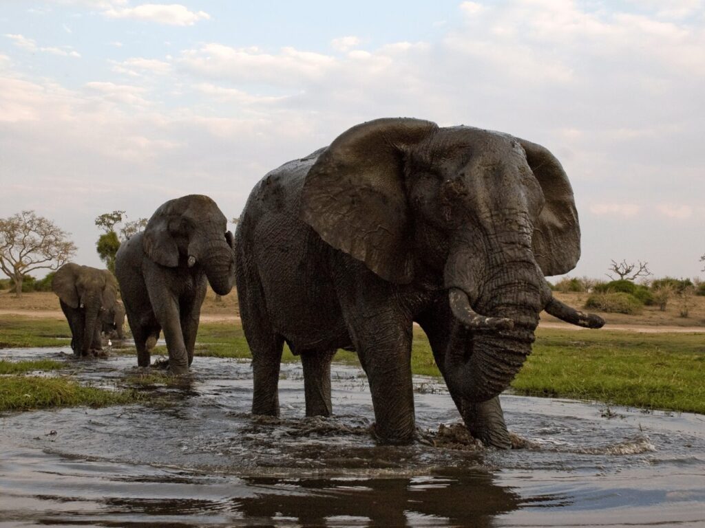 Best Botswana National Parks to Visit for Safari 2 Chobe National Park, located in northern Botswana, is synonymous with vast herds of elephants. With an estimated 120,000 elephants roaming its plains, Chobe is a must-visit for wildlife enthusiasts.
